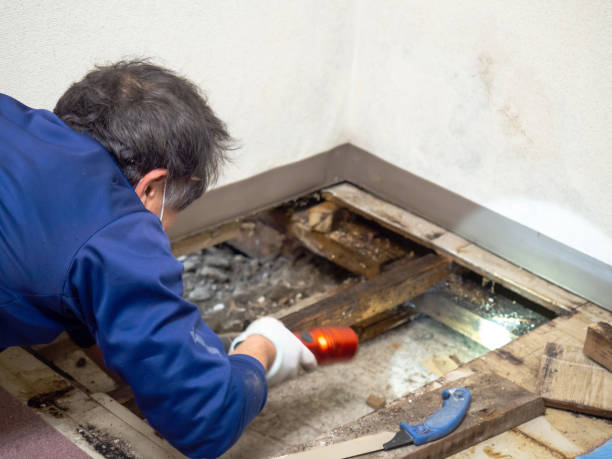 Best Bathroom Mold Remediation in Wheelersburg, OH