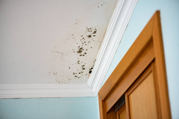 Best Attic Mold Remediation in Wheelersburg, OH
