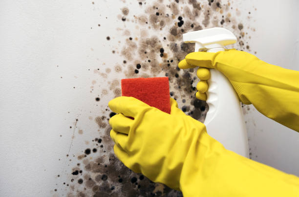 Best DIY Mold Remediation Support Services in Wheelersburg, OH