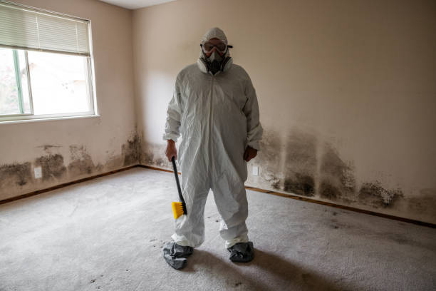 Best Mold Remediation for Specific Building Types in Wheelersburg, OH